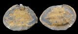Asaphid Trilobite in Concretion - Pos/Neg #39792-1